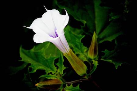 西域曼陀罗花有毒吗