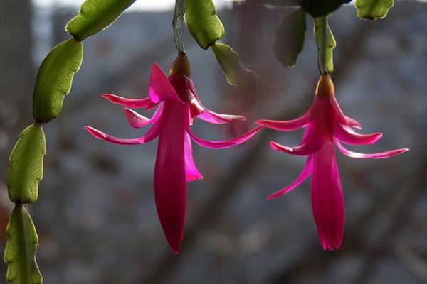 仙人指怎么嫁接繁殖(仙人指嫁接仙人掌法)