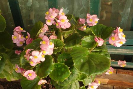 四季海棠施什么肥料最好