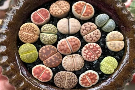 一碗多肉大米饭馋得我口水直流什么意思