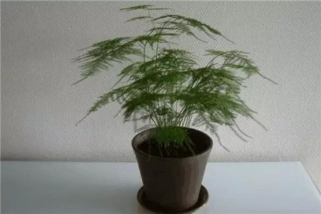 文竹长出长藤可以剪掉吗