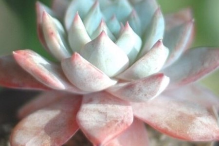 多肉叶插苗移栽