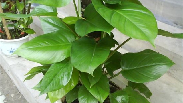 大叶绿萝的养殖方法和注意事项(大叶绿萝的养殖方法和注意事项有哪些)