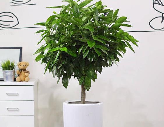 平安树用什么肥料好