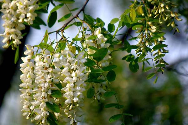 盆栽槐花的养殖方法和注意事项(盆栽槐树怎么养)