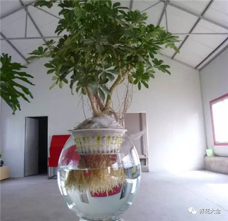 水培植物烂根是怎么回事