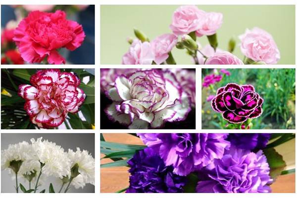 康乃馨各色花语及象征意义(康乃馨各色花语及象征意义红色)