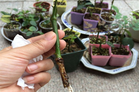 月季花如何压条繁殖(月季花如何压条繁殖方法)