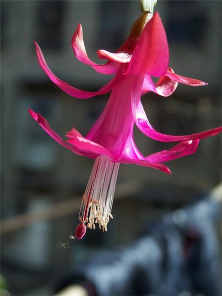 仙人指嫁接仙人掌法