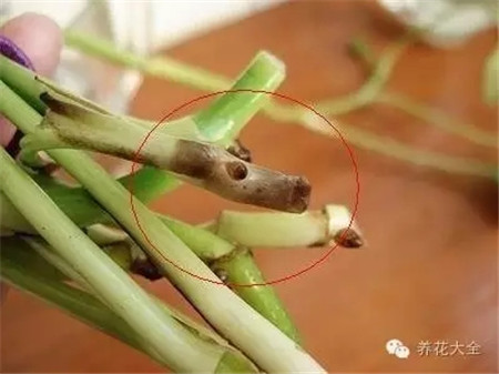 水培植物烂根是怎么回事