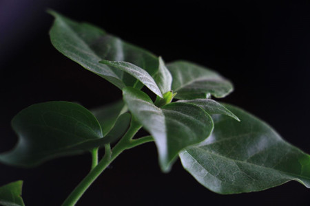 三角梅开花时如何养护