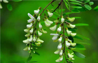 盆栽槐树怎么养