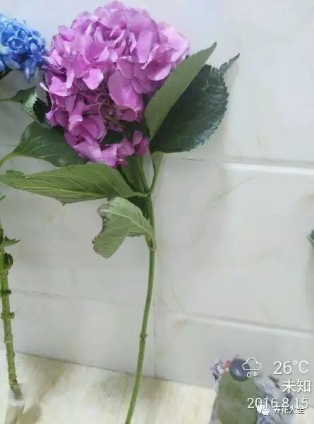 便宜容易养活又漂亮的植物