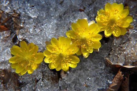 冰凌花花语唯美句子