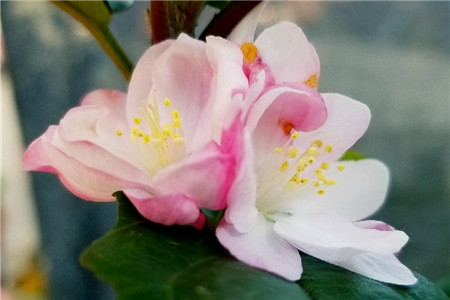 海棠花开花时能浇水吗