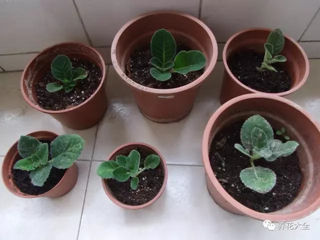 便宜容易养活又漂亮的植物