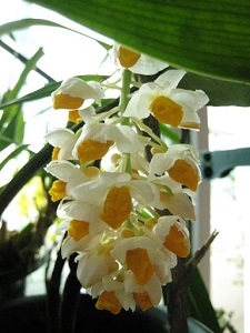 石斛花长虫子怎么办