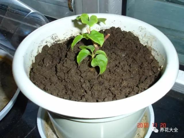 便宜容易养活又漂亮的植物