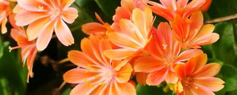 露薇花有毒吗(露薇花有毒吗适合在室内养吗)