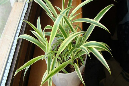 吊兰的根发黑了怎么办