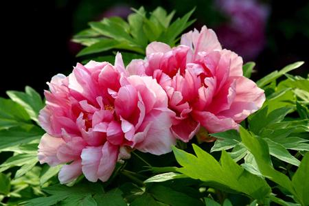 洛阳牡丹节什么时候开幕