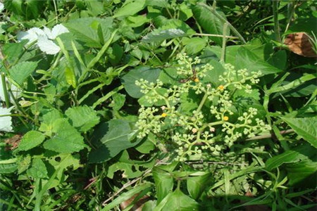 乌蔹莓的功效与作用是什么