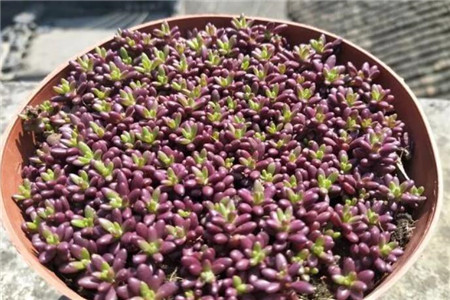 一碗多肉大米饭馋得我口水直流什么意思