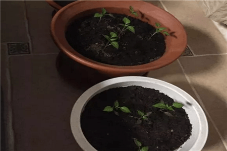 阳台种五彩椒种植方法