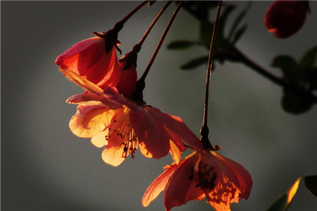 海棠花开花时能浇水吗