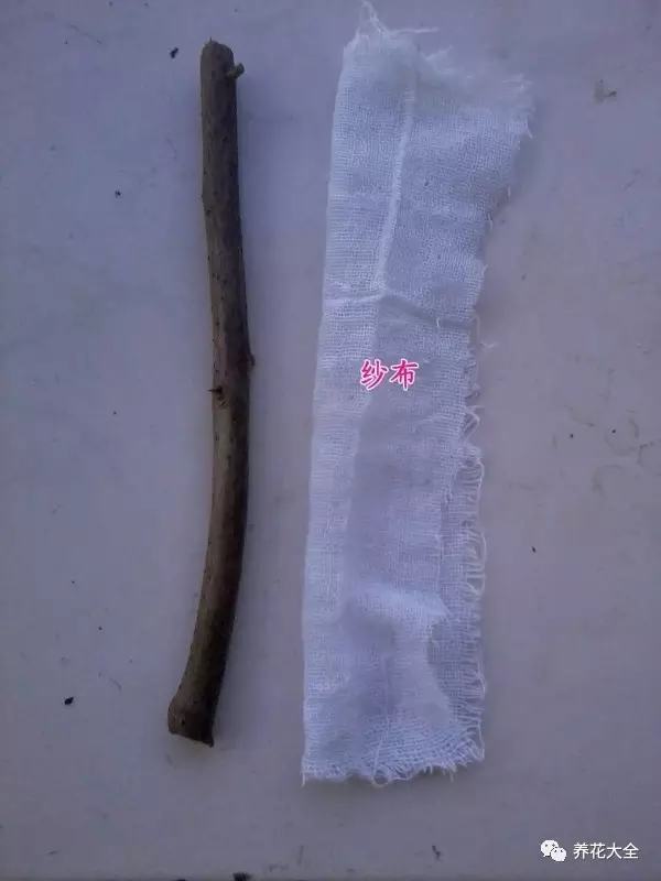 便宜容易养活又漂亮的植物