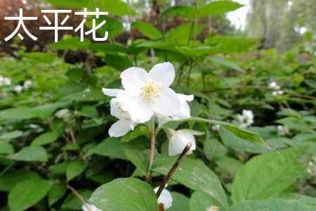 梅花和山桃花的区别