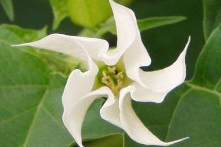 西域曼陀罗花有毒吗