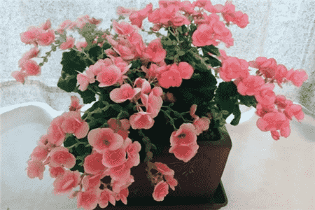 绿萝吊兰有什么象征意义