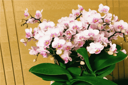 绿萝吊兰有什么象征意义