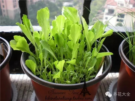 种什么菜简单省事