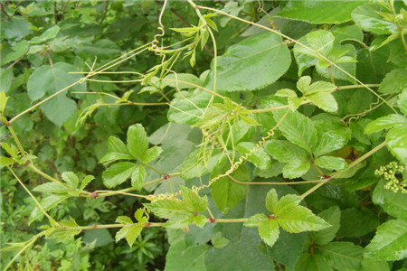 乌蔹莓的功效与作用是什么