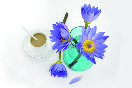 花店买的睡莲不开花