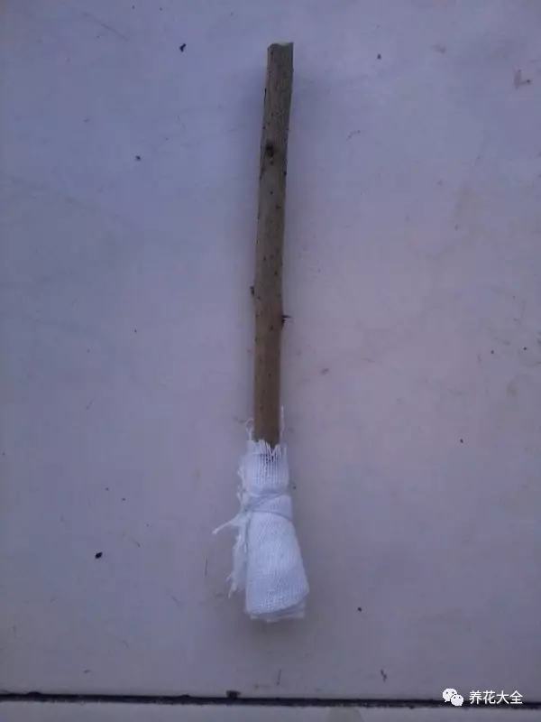 便宜容易养活又漂亮的植物