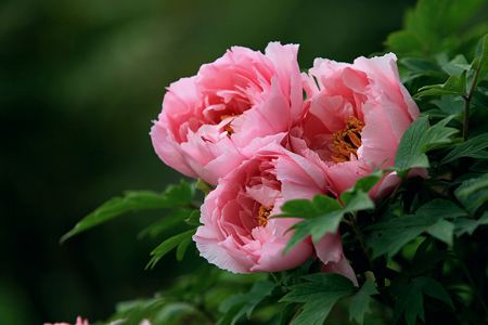 洛阳牡丹节什么时候开幕