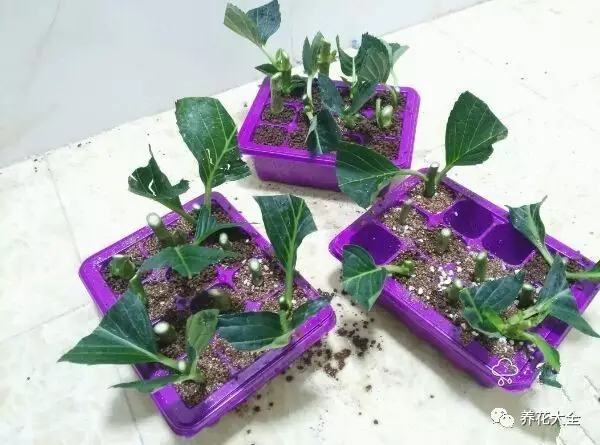 便宜容易养活又漂亮的植物