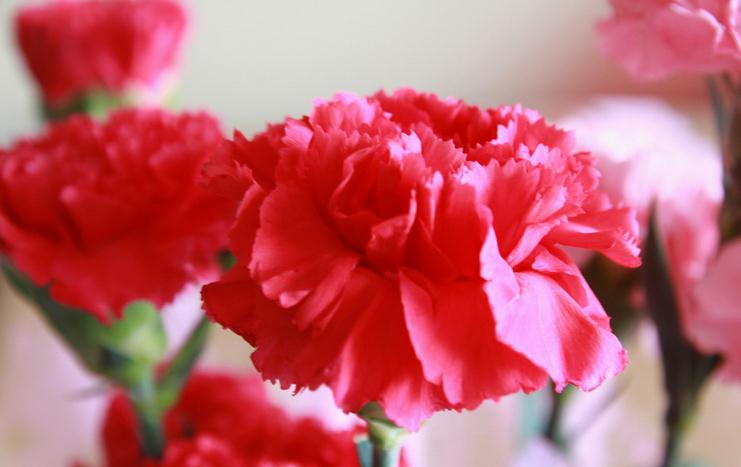 康乃馨各色花语及象征意义红色