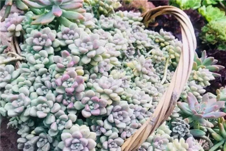 一碗多肉大米饭馋得我口水直流什么意思