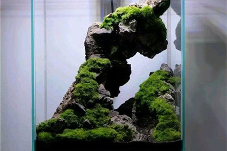 苔藓植物能在水里养吗