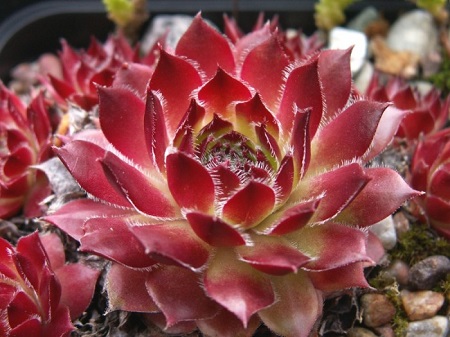 冬天哪种多肉好养