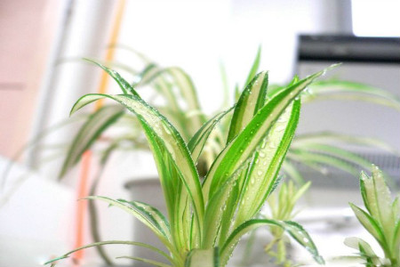 吊兰的根发黑了怎么办