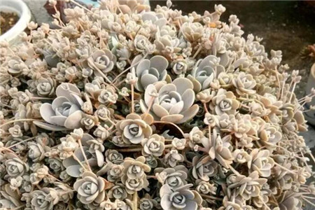 一碗多肉大米饭馋得我口水直流什么意思