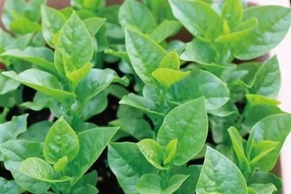 6个种菜不失败的小秘密如何选择容易种植的种子(种什么菜简单省事)