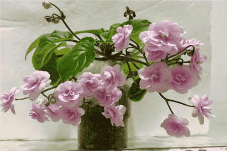 绿萝吊兰有什么象征意义