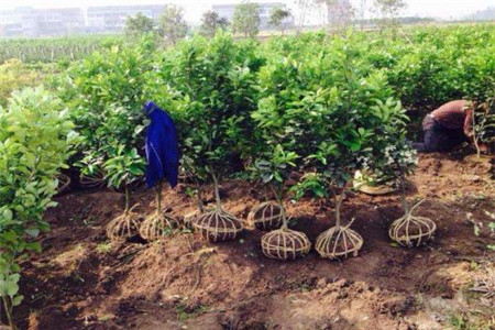 柚子树苗怎么种好活