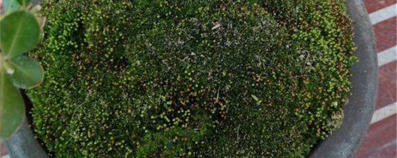 苔藓可以养在水中么能放在鱼缸里吗(苔藓植物能在水里养吗)